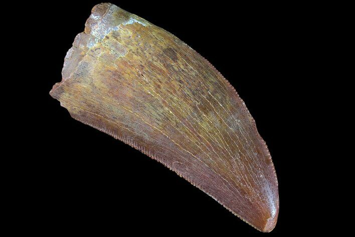 Serrated, Carcharodontosaurus Tooth - Thick Tooth #85722